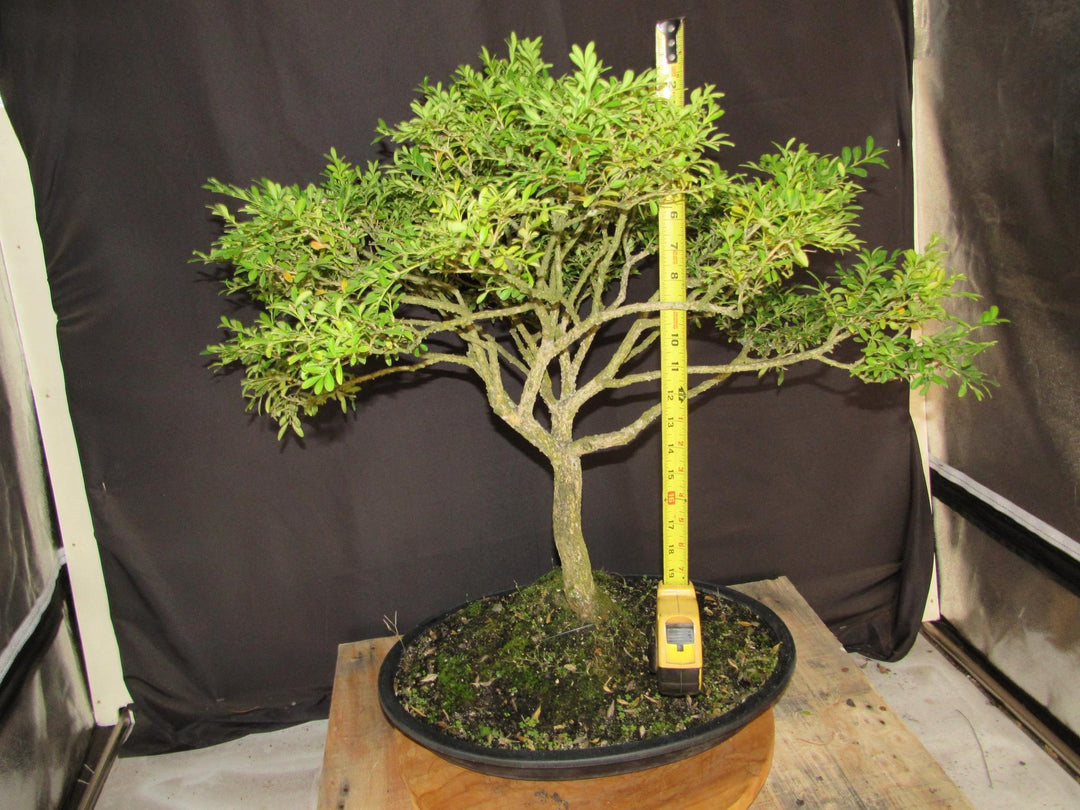 64 Year Old Dwarf English Boxwood Specimen Bonsai Tree - Height