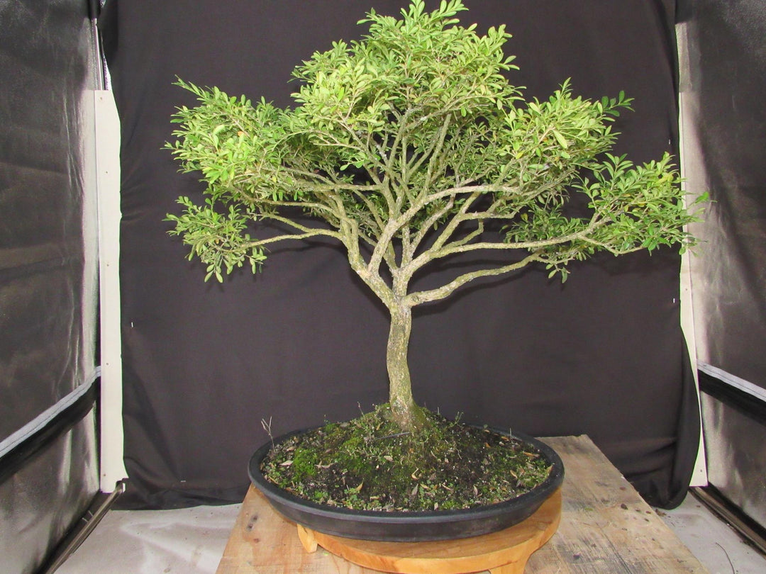 64 Year Old Dwarf English Boxwood Specimen Bonsai Tree - Profile