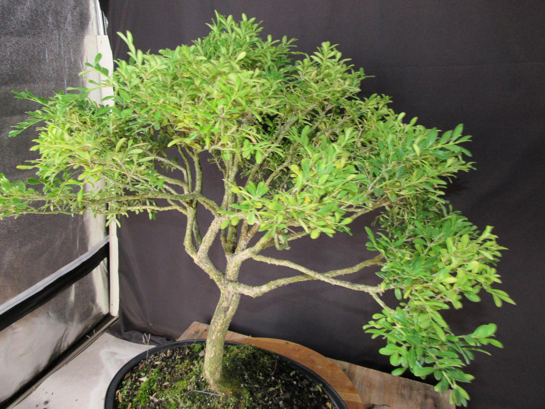 64 Year Old Dwarf English Boxwood Specimen Bonsai Tree - Side
