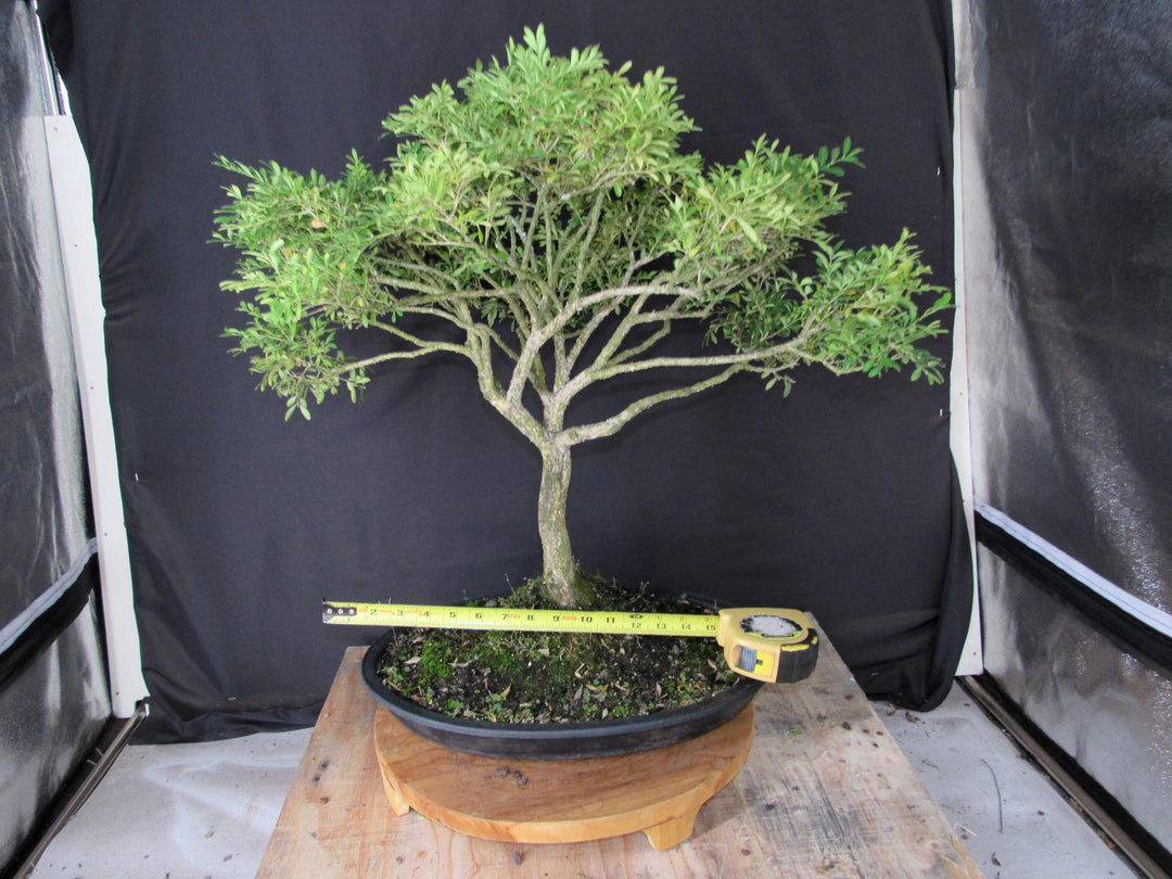 64 Year Old Dwarf English Boxwood Specimen Bonsai Tree - Size