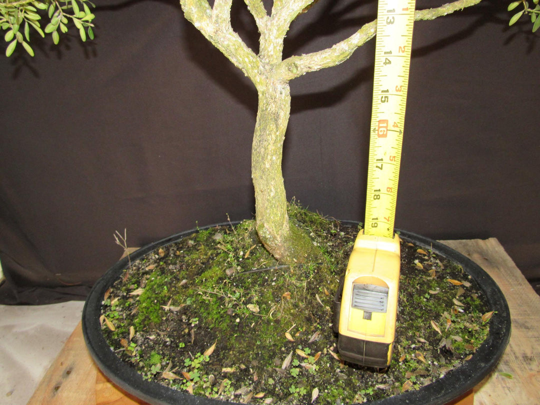 64 Year Old Dwarf English Boxwood Specimen Bonsai Tree - Tall