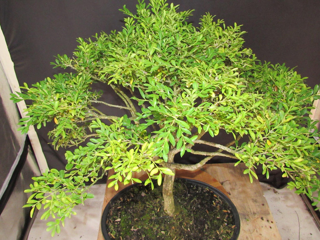 64 Year Old Dwarf English Boxwood Specimen Bonsai Tree - Top