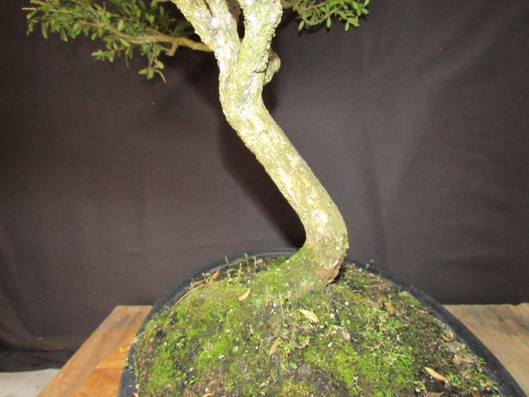 64 Year Old Dwarf English Boxwood Specimen Bonsai Tree - Trunk