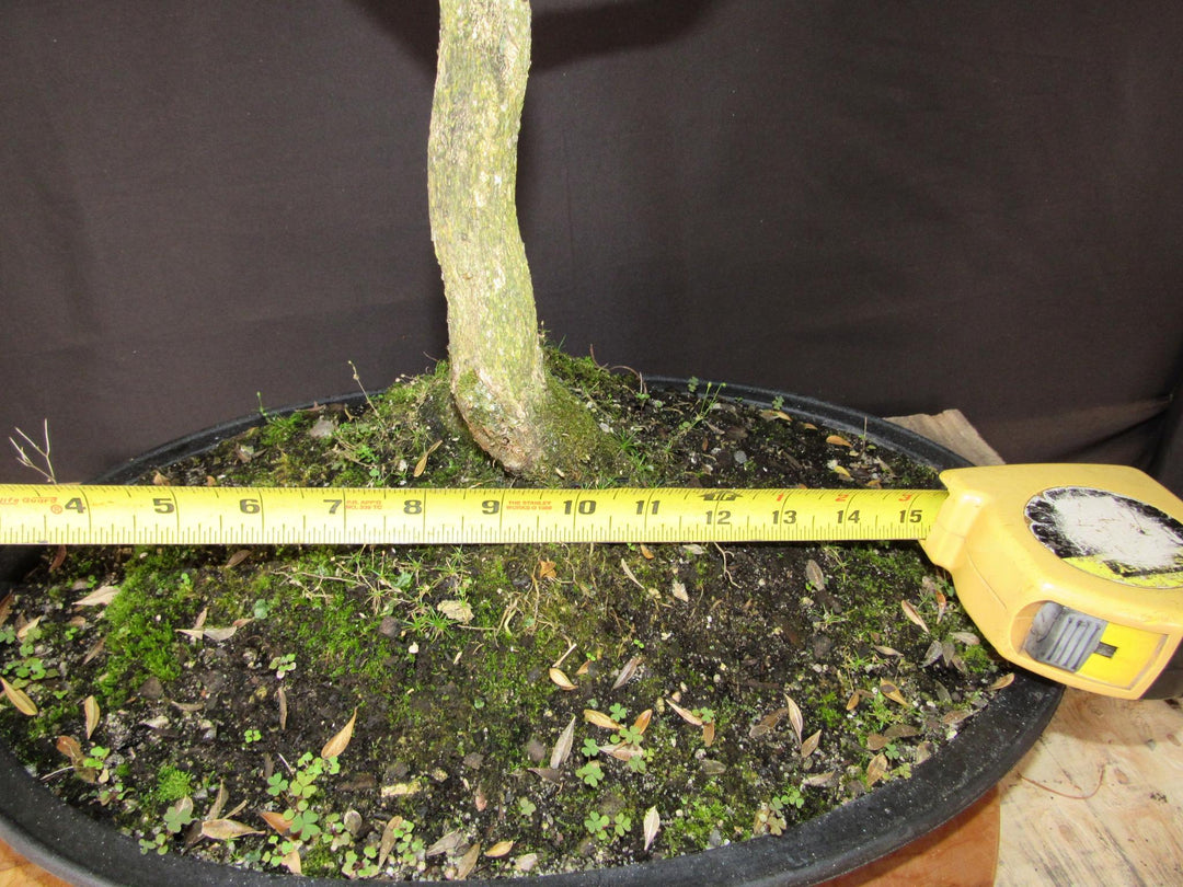 64 Year Old Dwarf English Boxwood Specimen Bonsai Tree - Width