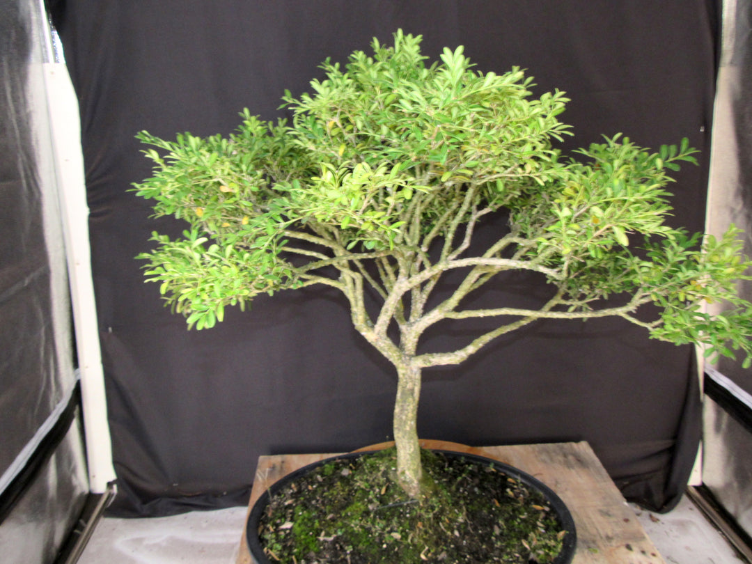 64 Year Old Dwarf English Boxwood Specimen Bonsai Tree