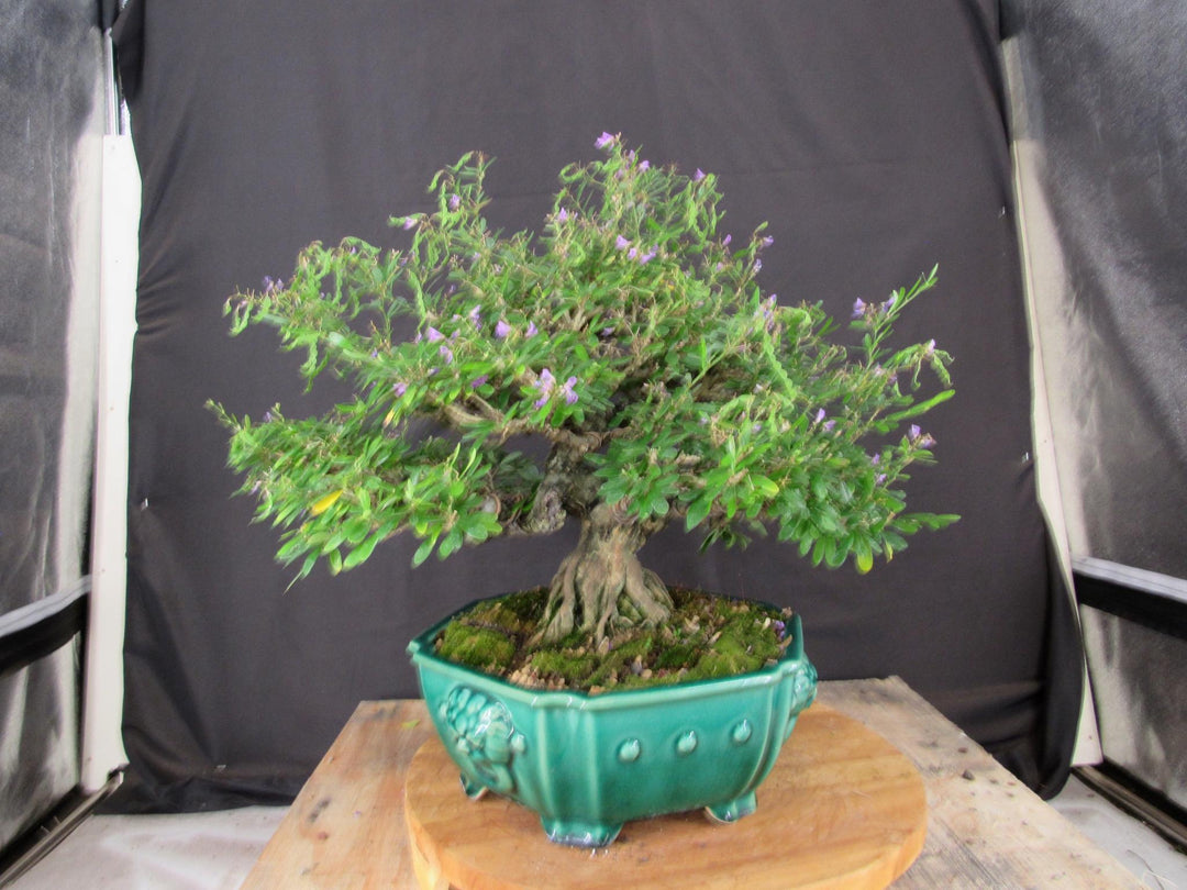 65 Year Old Vietnamese Blue Bell Bonsai Tree - Profile