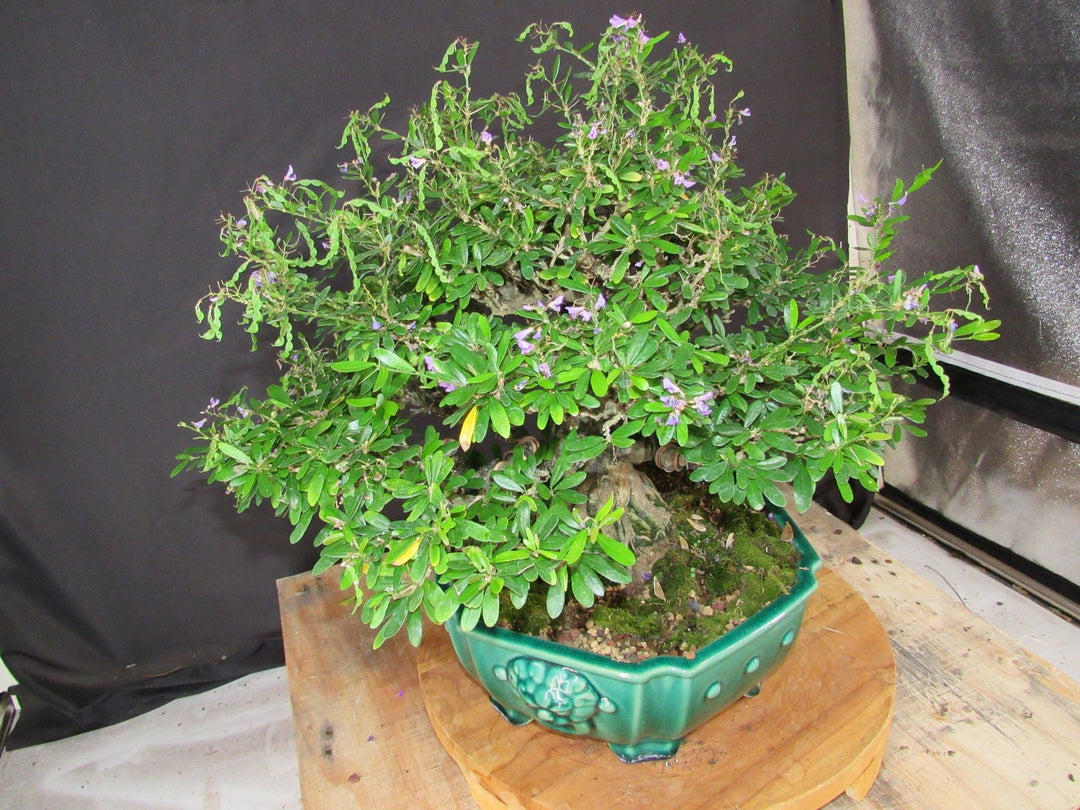 65 Year Old Vietnamese Blue Bell Bonsai Tree - Side