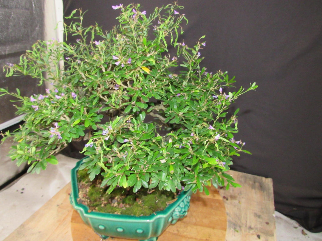 65 Year Old Vietnamese Blue Bell Bonsai Tree - Soft Side