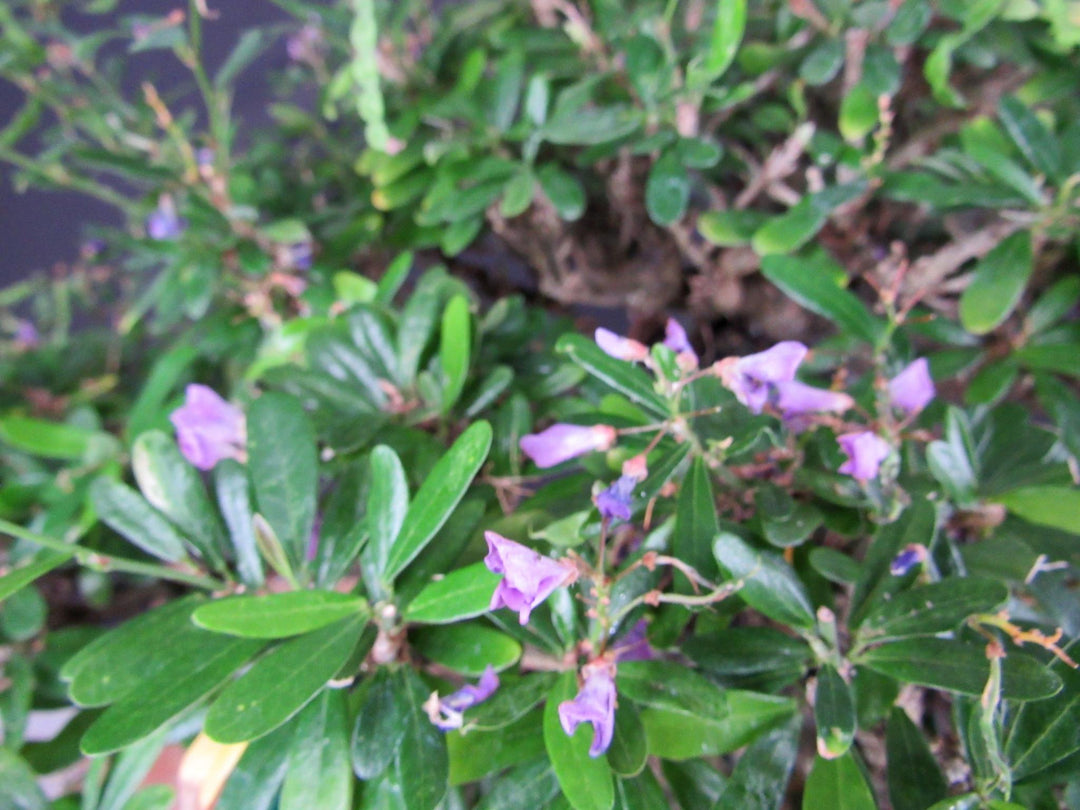 65 Year Old Vietnamese Blue Bell Bonsai Tree - Flowers