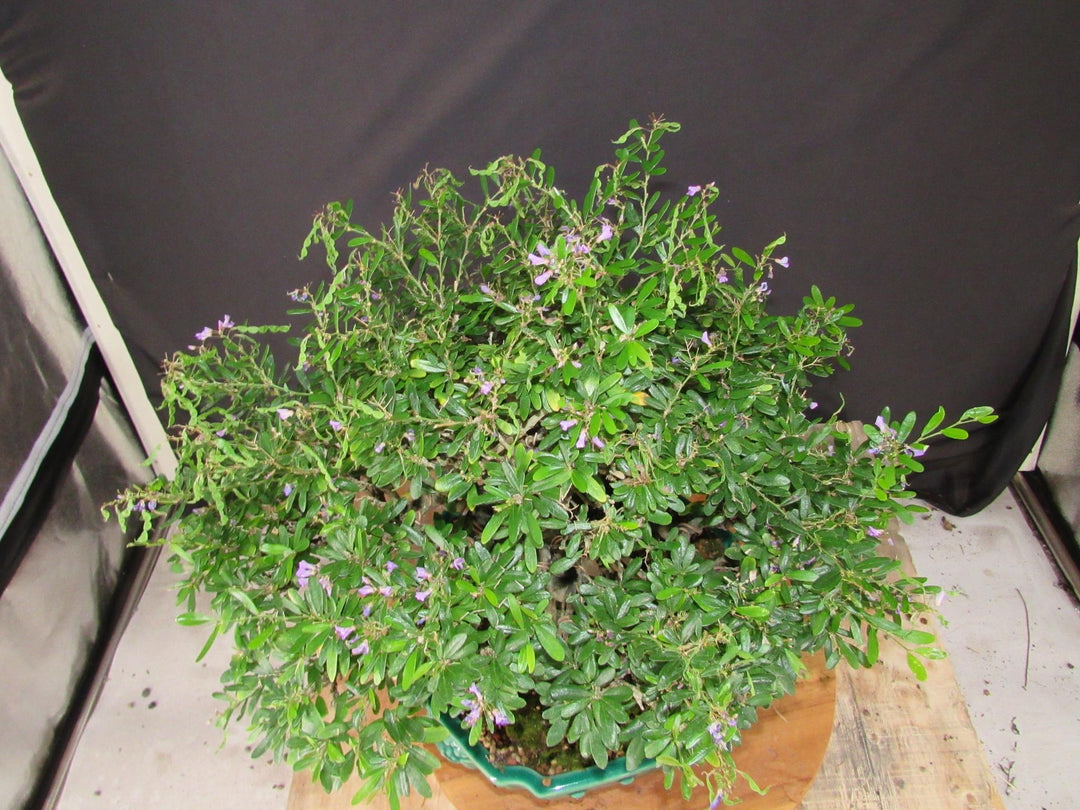 65 Year Old Vietnamese Blue Bell Bonsai Tree - Canopy