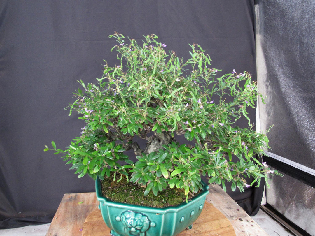 65 Year Old Vietnamese Blue Bell Bonsai Tree - Back