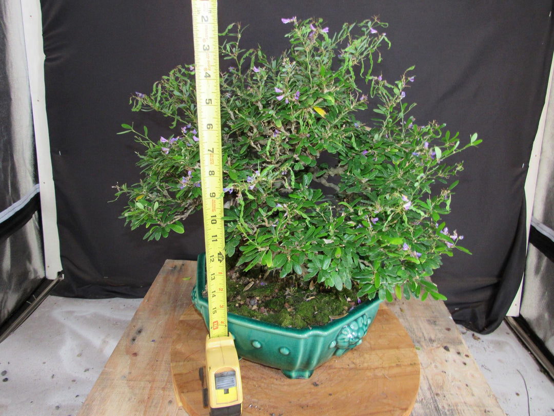 65 Year Old Vietnamese Blue Bell Bonsai Tree - Height
