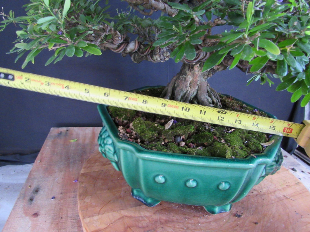 65 Year Old Vietnamese Blue Bell Bonsai Tree - Size