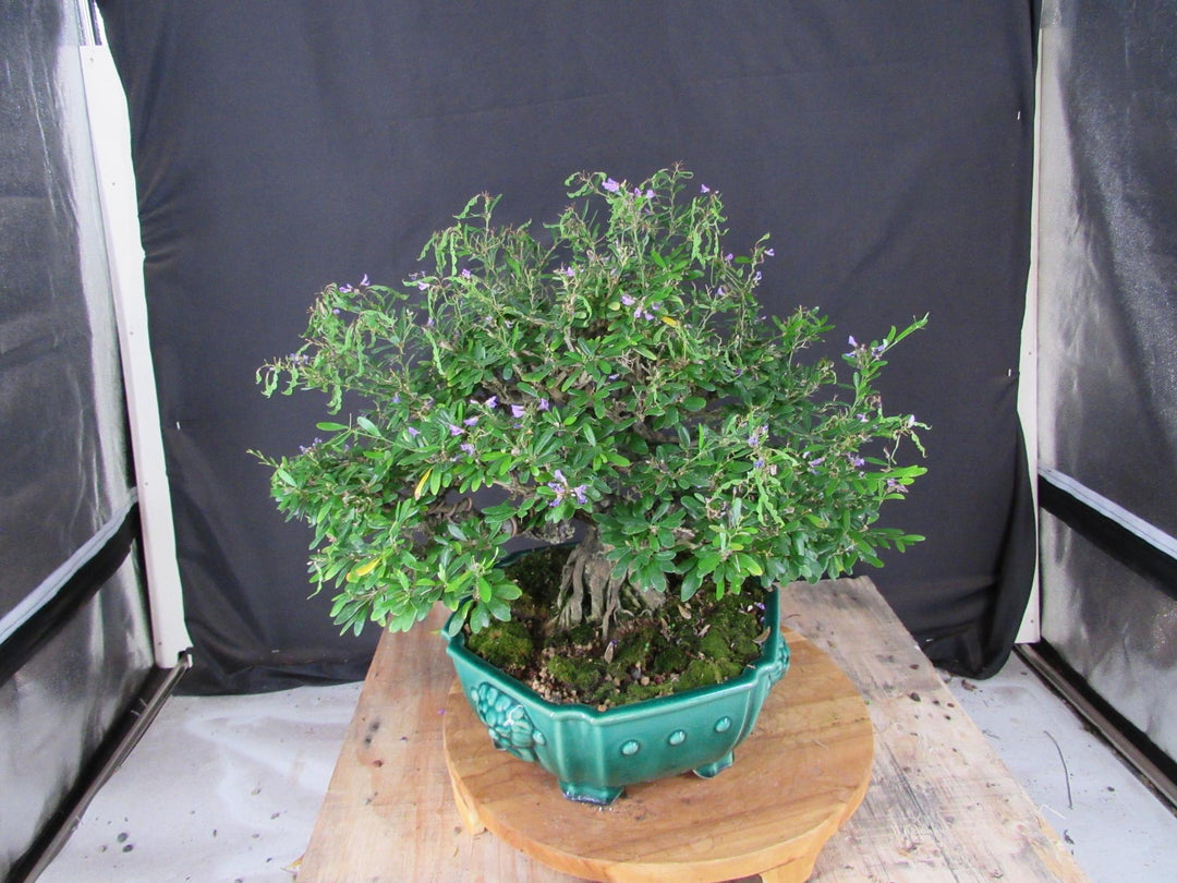 65 Year Old Vietnamese Blue Bell Bonsai Tree