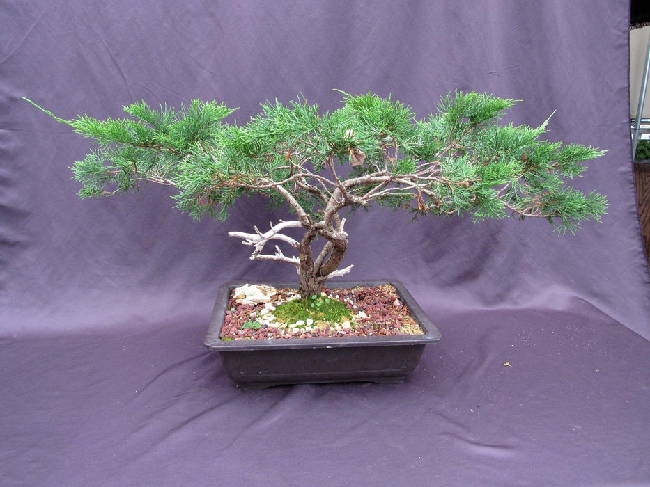 66 Year Old Savin Juniper Specimen Bonsai Tree Back