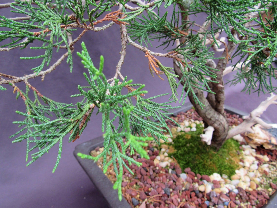 66 Year Old Savin Juniper Specimen Bonsai Tree Foliage