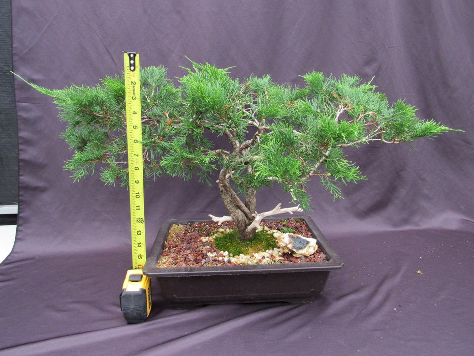 66 Year Old Savin Juniper Specimen Bonsai Tree Height