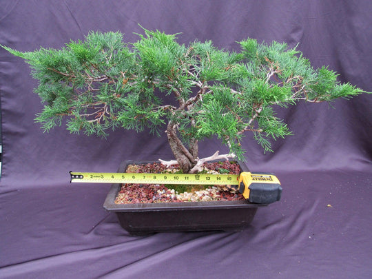 6 month old bonsai tree 66 Year Old Savin Juniper Specimen Bonsai Tree