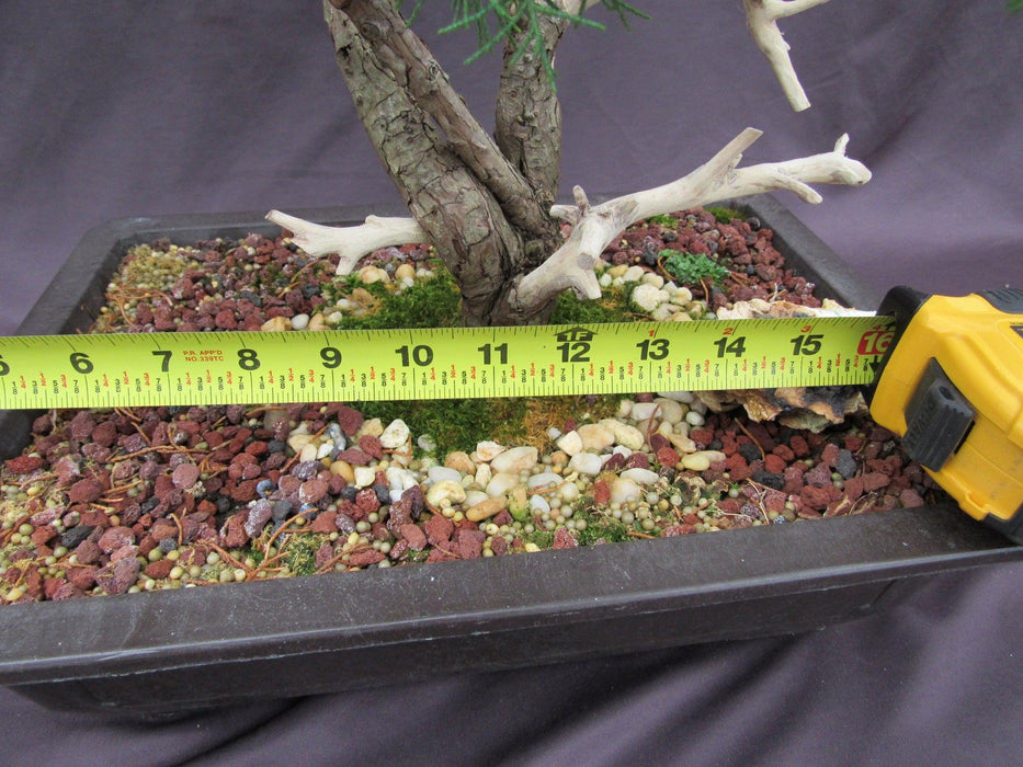 66 Year Old Savin Juniper Specimen Bonsai Tree Width