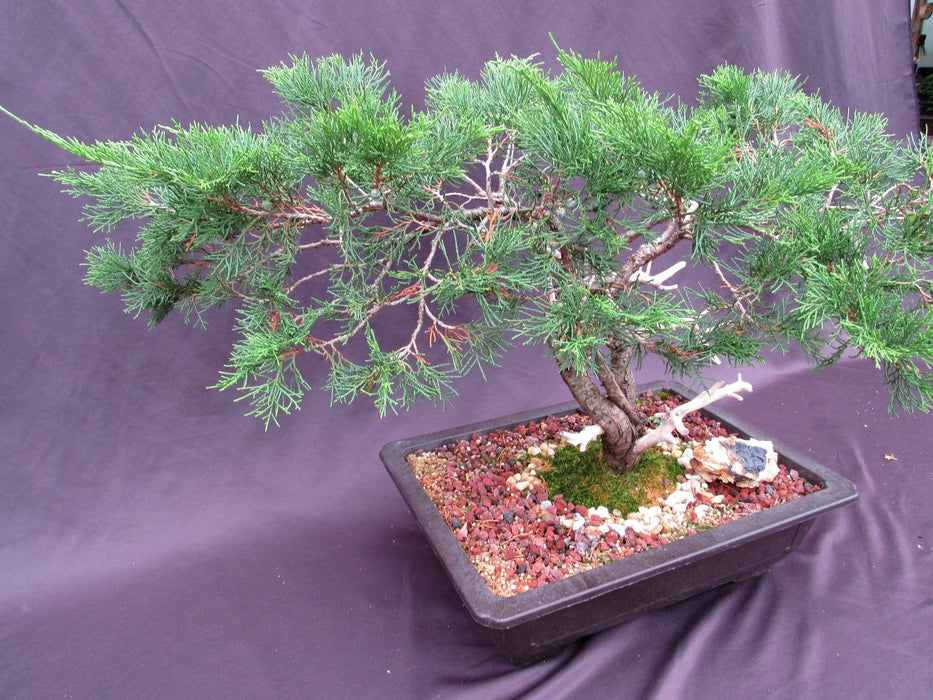 66 Year Old Savin Juniper Specimen Bonsai Tree Side