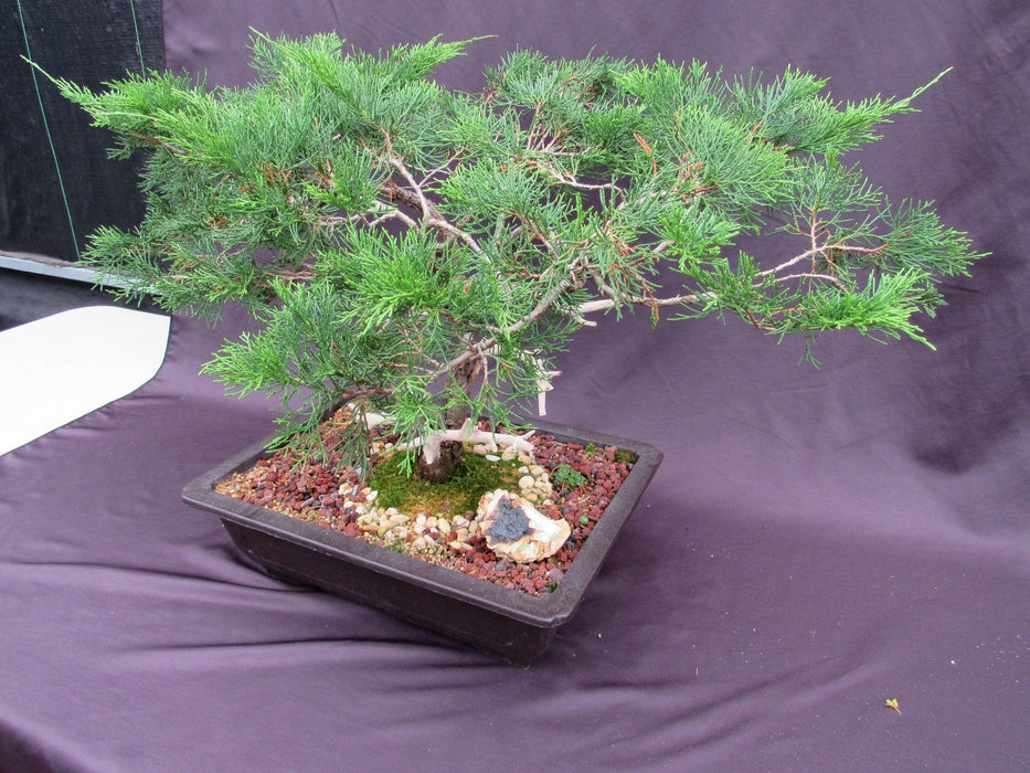 66 Year Old Savin Juniper Specimen Bonsai Tree Soft Side