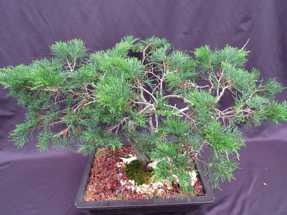 66 Year Old Savin Juniper Specimen Bonsai Tree Canopy