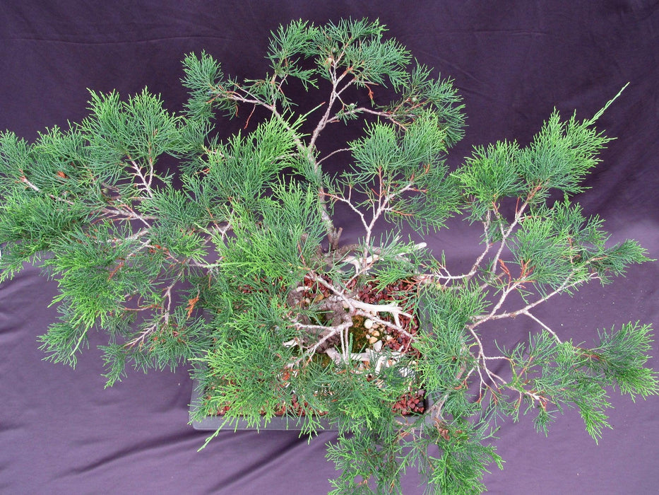 66 Year Old Savin Juniper Specimen Bonsai Tree Birds Eye