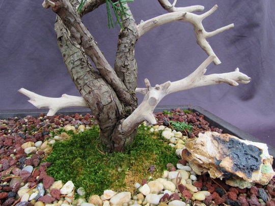 buy dead bonsai tree 66 Year Old Savin Juniper Specimen Bonsai Tree