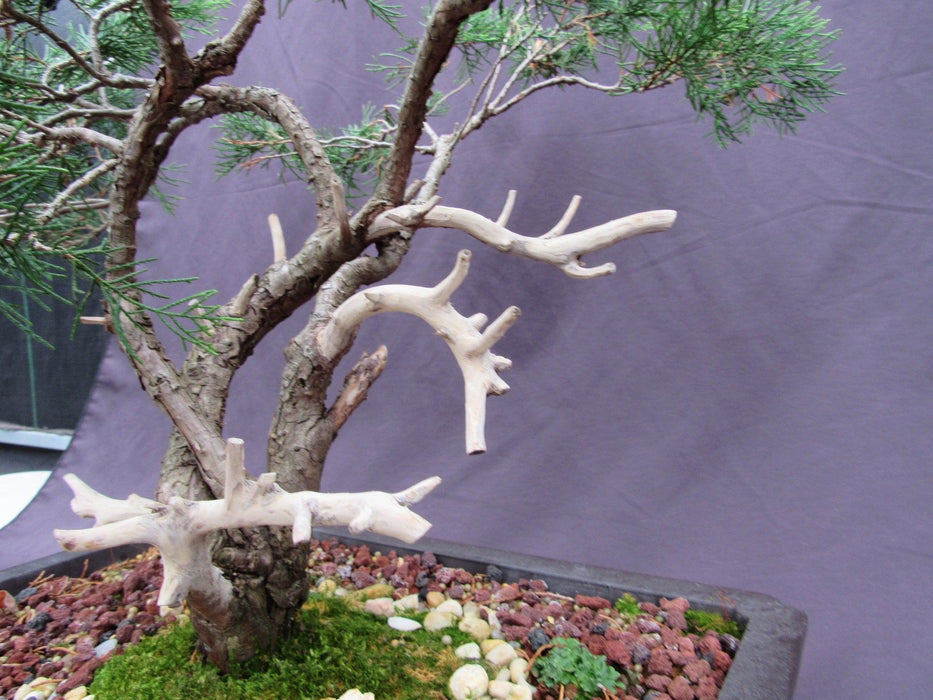 66 Year Old Savin Juniper Specimen Bonsai Tree Jin