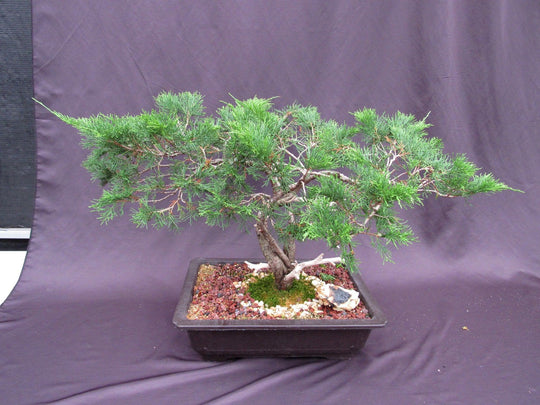 6 month old bonsai tree 66 Year Old Savin Juniper Specimen Bonsai Tree