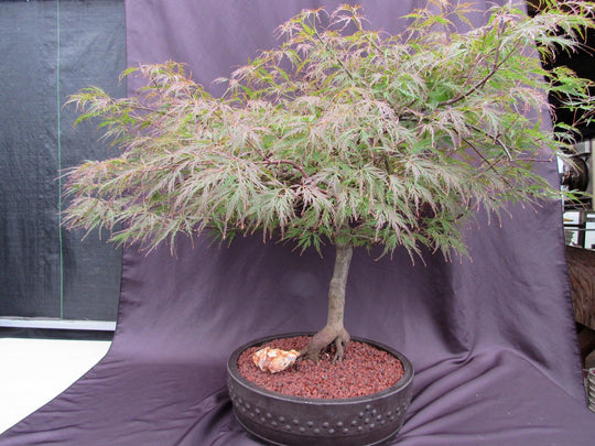 purple japanese bonsai tree 67 Year Old Red Dragon Japanese Maple Specimen Bonsai Tree