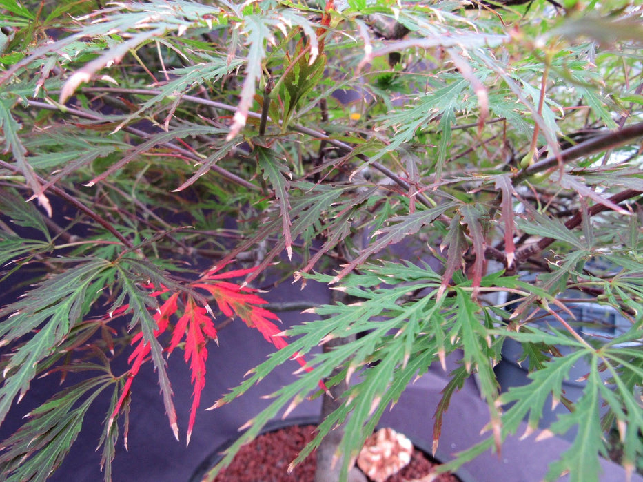 67 Year Old Red Dragon Japanese Maple Specimen Bonsai Tree Orange Leaf