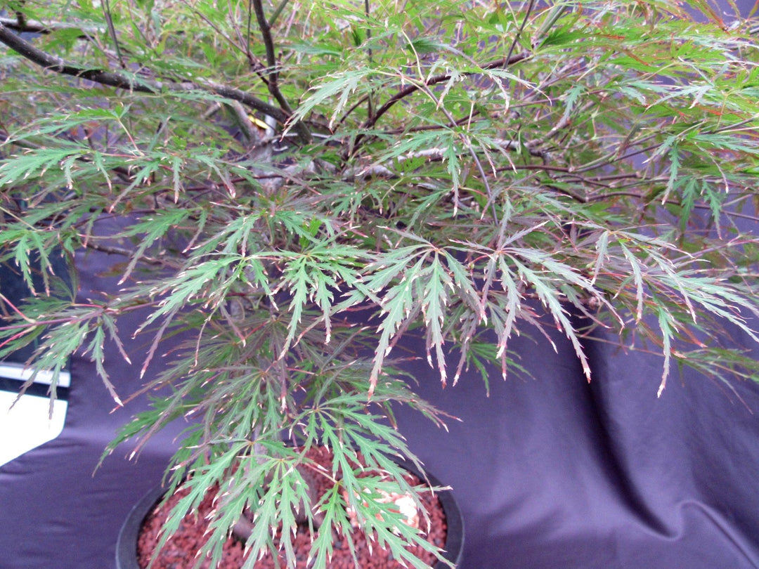 67 Year Old Red Dragon Japanese Maple Specimen Bonsai Tree Leaf Shape