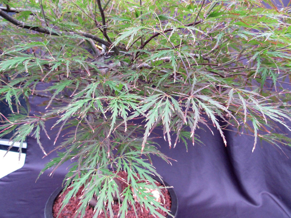 67 Year Old Red Dragon Japanese Maple Specimen Bonsai Tree Leaf Shape