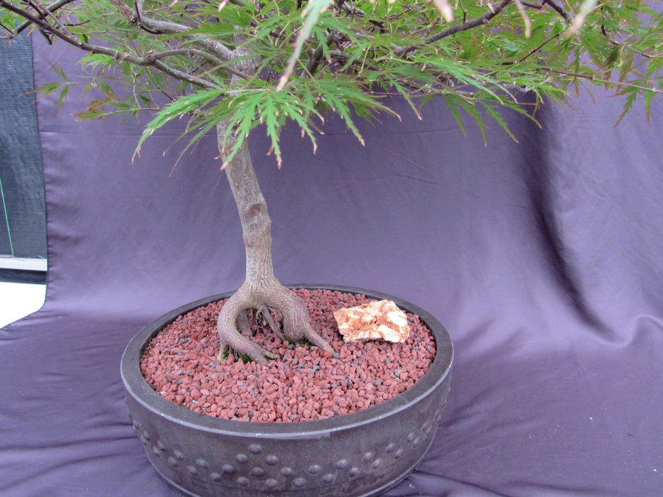 67 Year Old Red Dragon Japanese Maple Specimen Bonsai Tree Root Hole