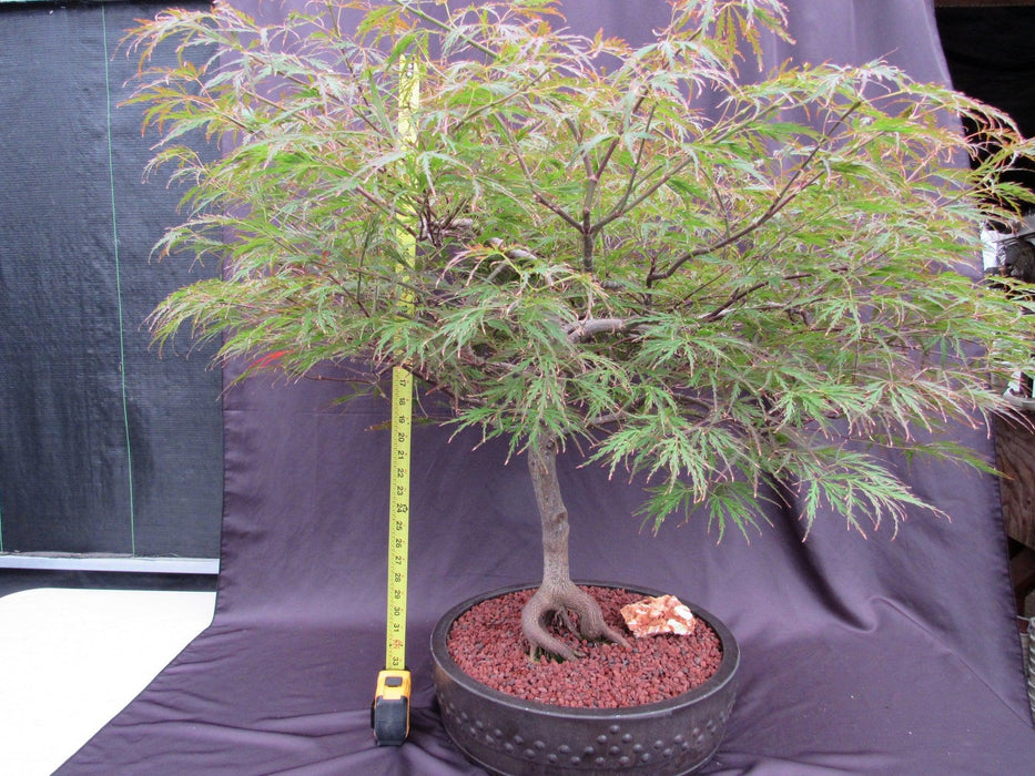 67 Year Old Red Dragon Japanese Maple Specimen Bonsai Tree Height