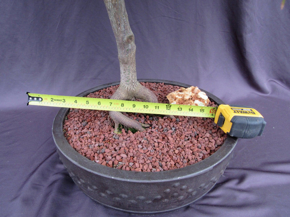 67 Year Old Red Dragon Japanese Maple Specimen Bonsai Tree Width