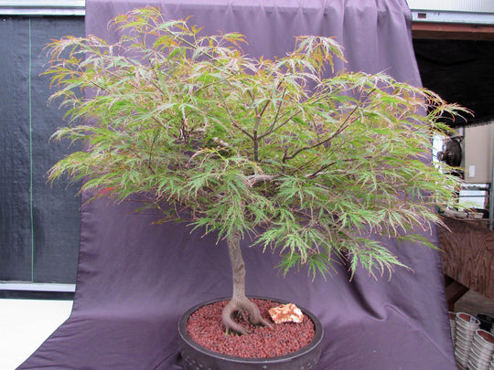 dragon blood tree bonsai 67 Year Old Red Dragon Japanese Maple Specimen Bonsai Tree