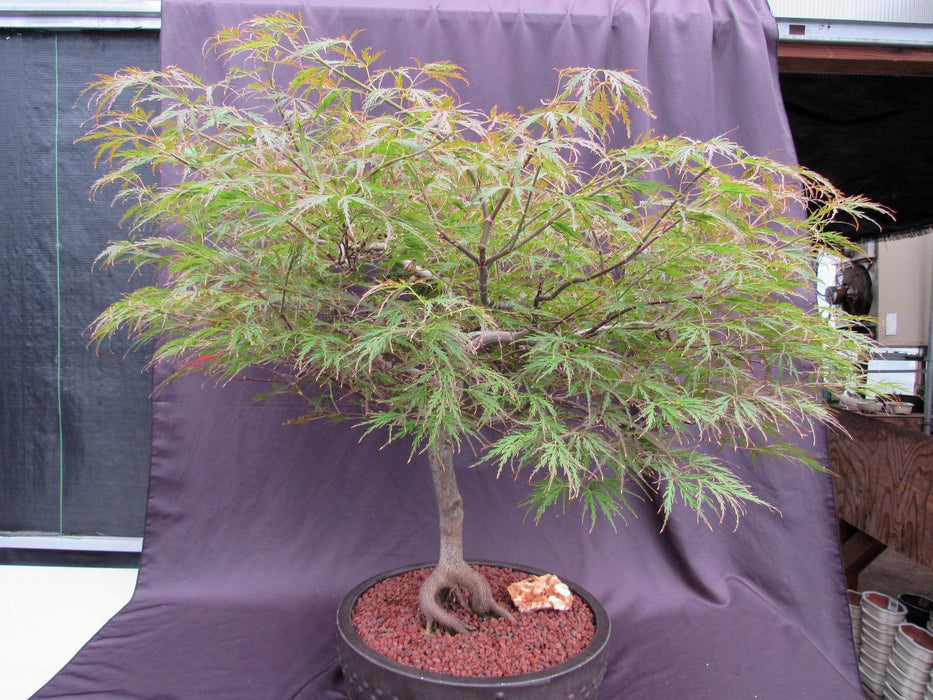 67 Year Old Red Dragon Japanese Maple Specimen Bonsai Tree Perfect