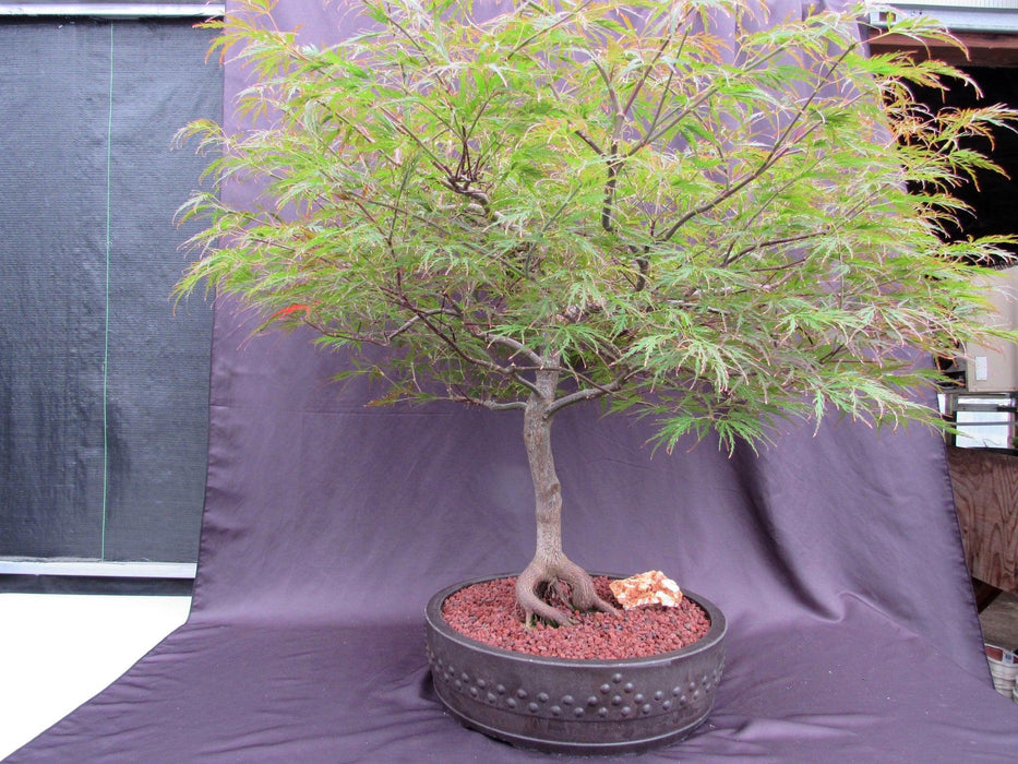 67 Year Old Red Dragon Japanese Maple Specimen Bonsai Tree Profile