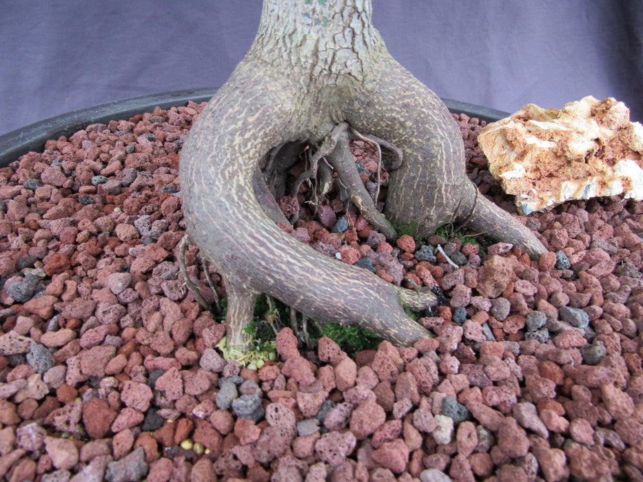 67 Year Old Red Dragon Japanese Maple Specimen Bonsai Tree Roots