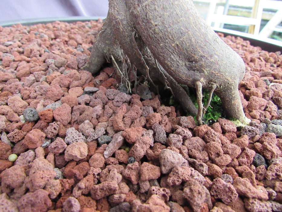 67 Year Old Red Dragon Japanese Maple Specimen Bonsai Tree Roots Back