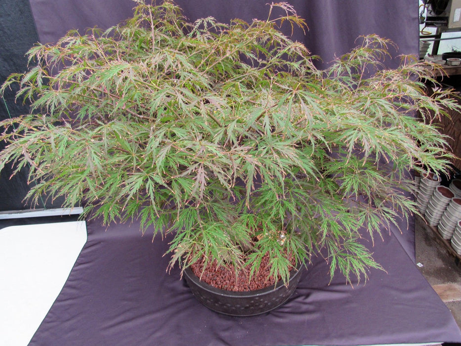 67 Year Old Red Dragon Japanese Maple Specimen Bonsai Tree Summer Canopy