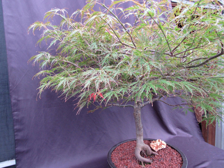 67 Year Old Red Dragon Japanese Maple Specimen Bonsai Tree Side