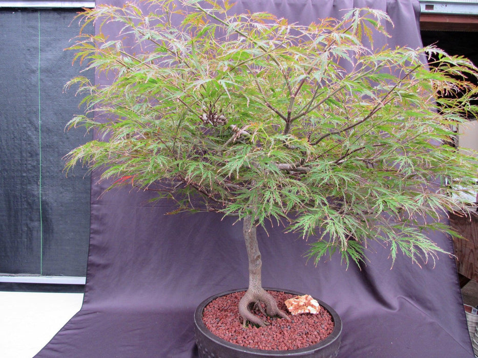 dragon blood tree bonsai for sale 67 Year Old Red Dragon Japanese Maple Specimen Bonsai Tree