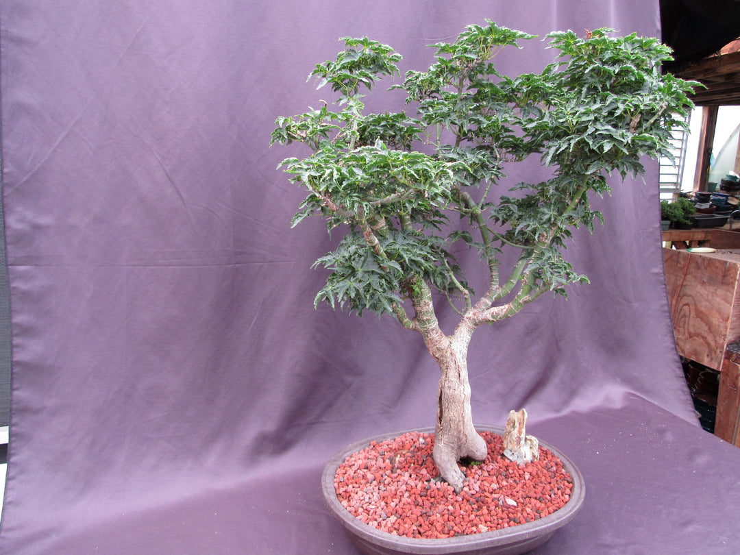 74 Year Old Shishigashira Japanese Maple Specimen Bonsai Tree Strong Side