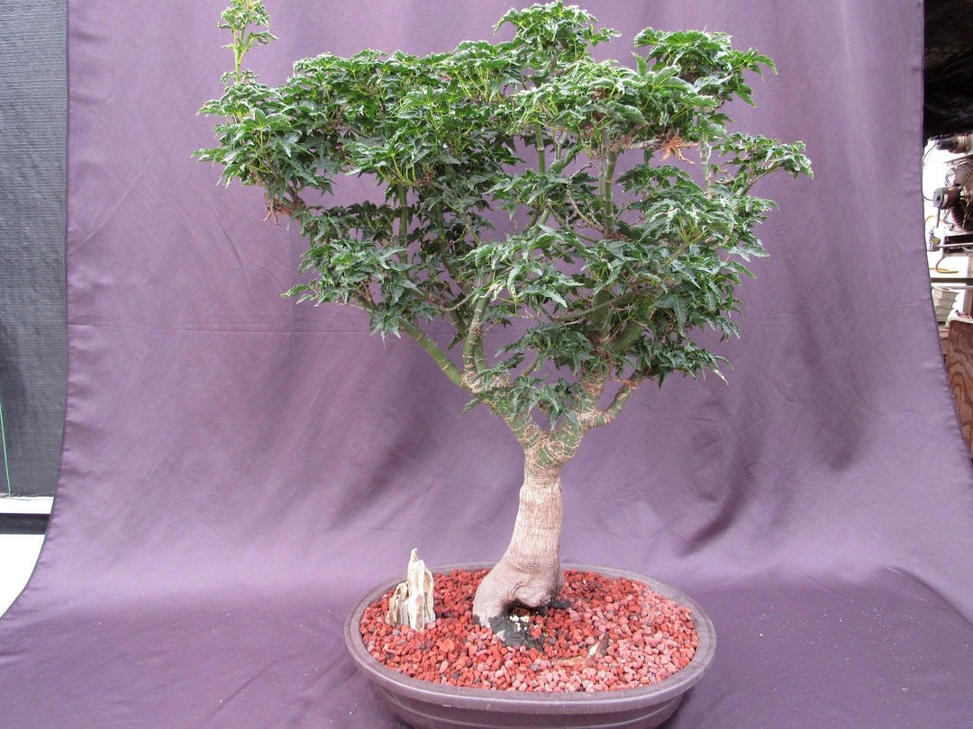 74 Year Old Shishigashira Japanese Maple Specimen Bonsai Tree Back