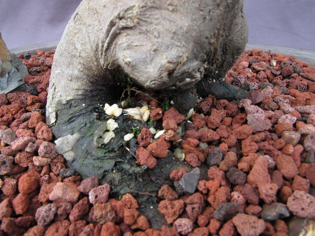 74 Year Old Shishigashira Japanese Maple Specimen Bonsai Tree Rootball