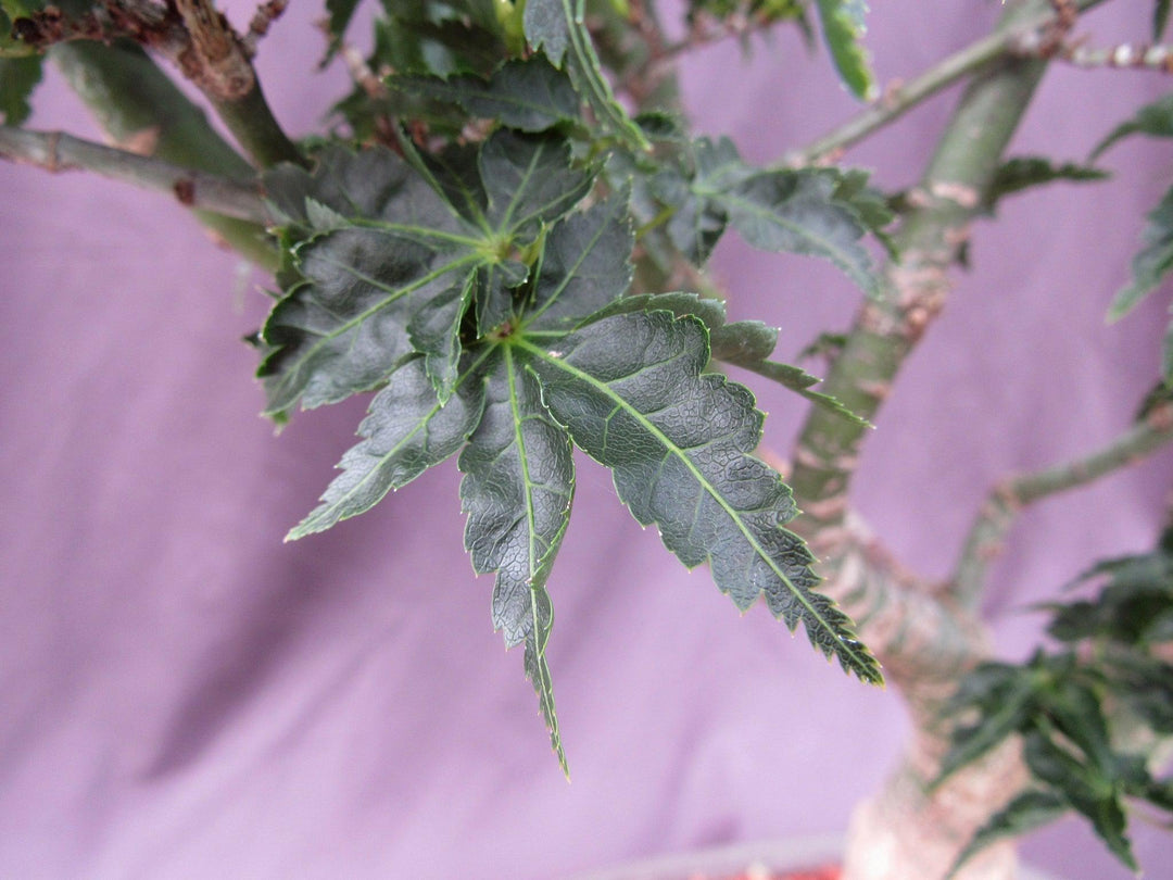 74 Year Old Shishigashira Japanese Maple Specimen Bonsai Tree Leaf Structure