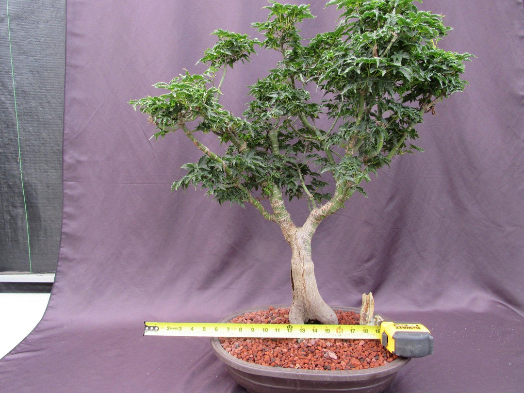 74 Year Old Shishigashira Japanese Maple Specimen Bonsai Tree Size
